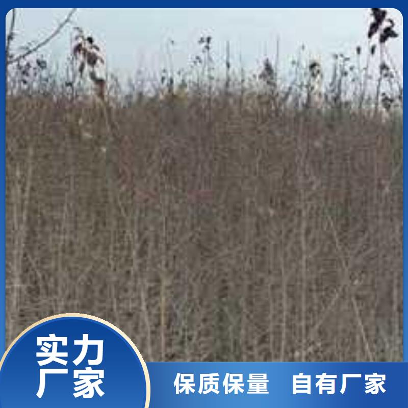 【杜梨_梨树苗基地物美价优】