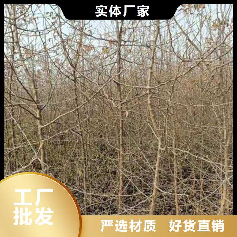 杜梨奥红全红梨树苗售后无忧