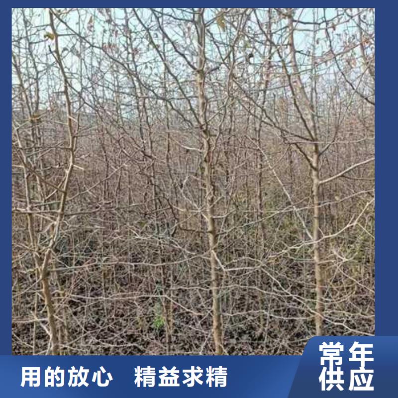 杜梨梨树苗基地厂家直销供货稳定