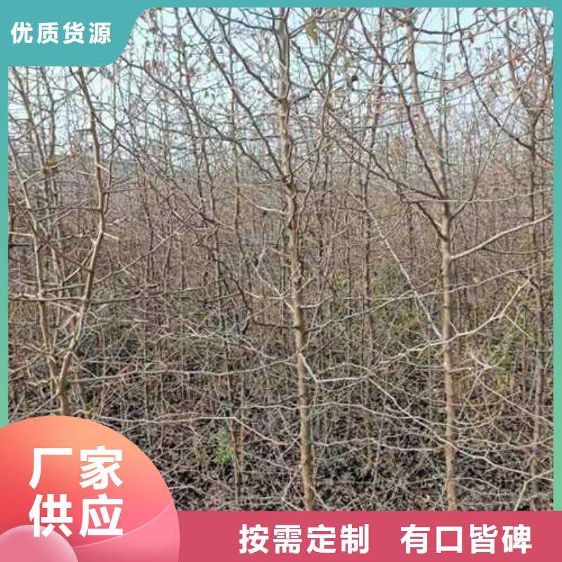 【杜梨梨树苗基地厂家型号齐全】