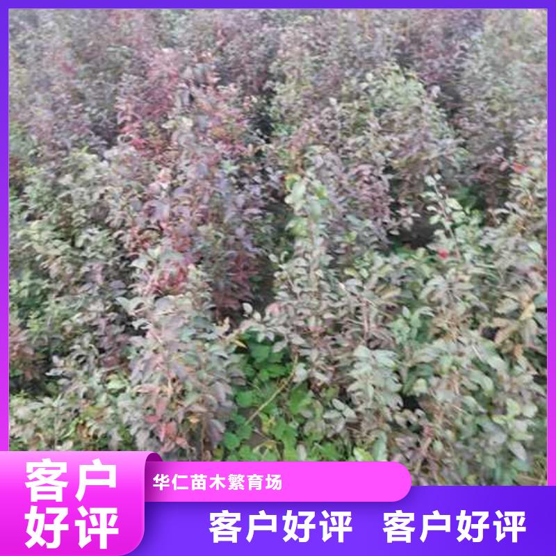 杜梨-皇冠梨树苗高品质现货销售