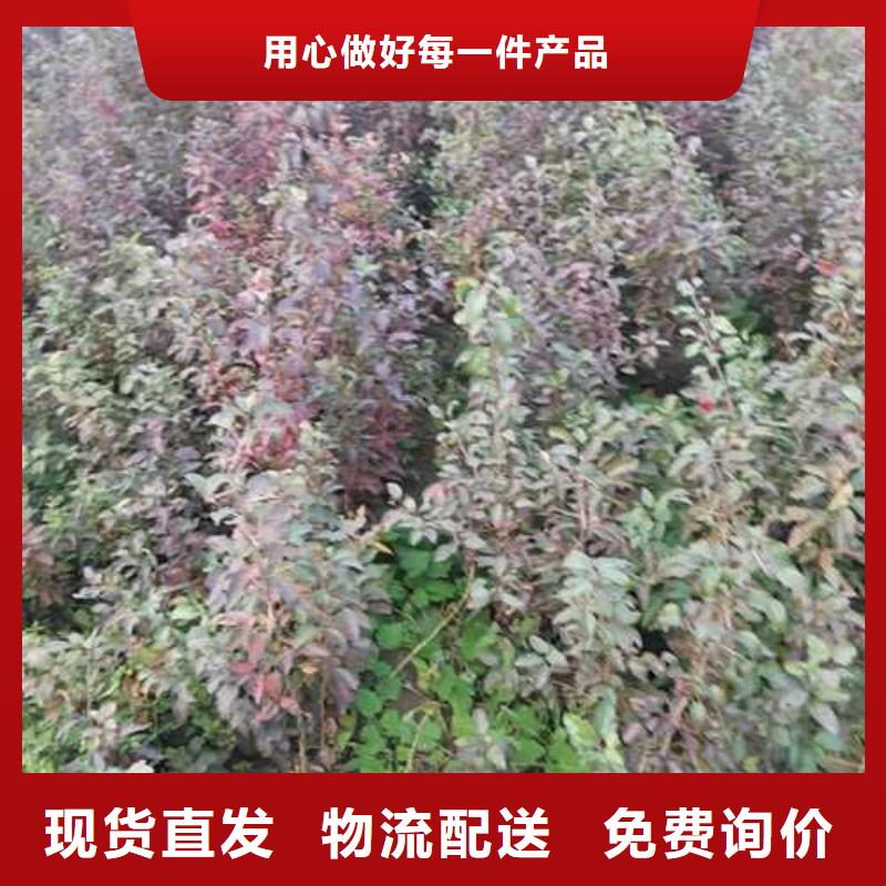 杜梨-玉露香梨树苗用心做好每一件产品