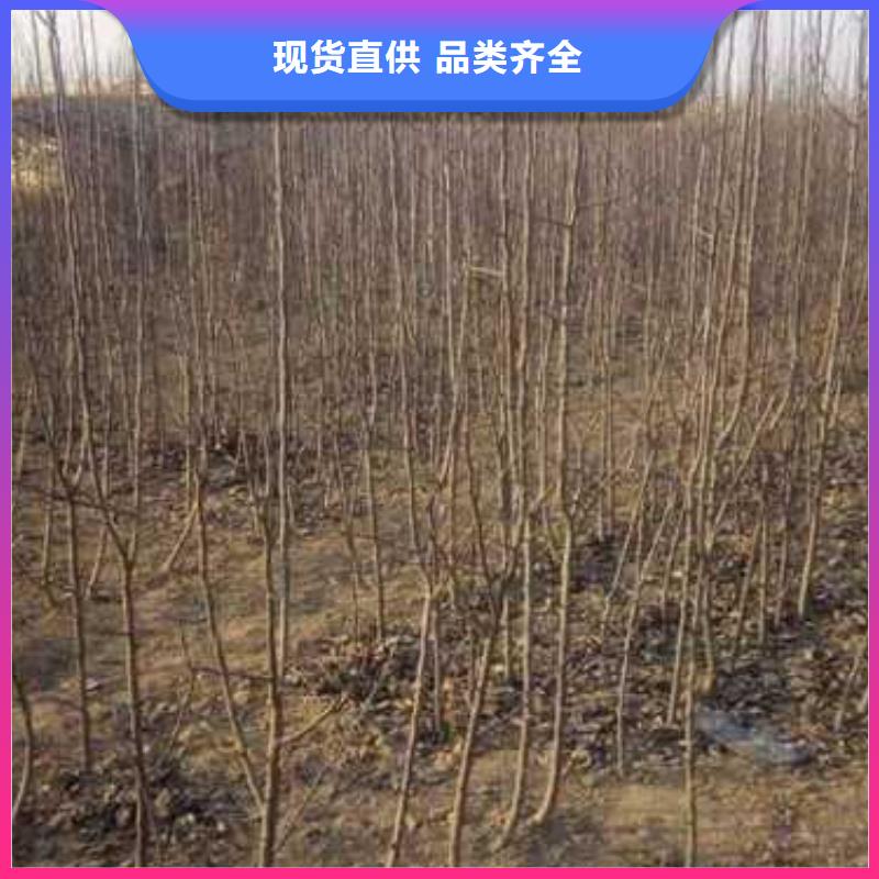 【杜梨】秋月梨树苗货源稳定