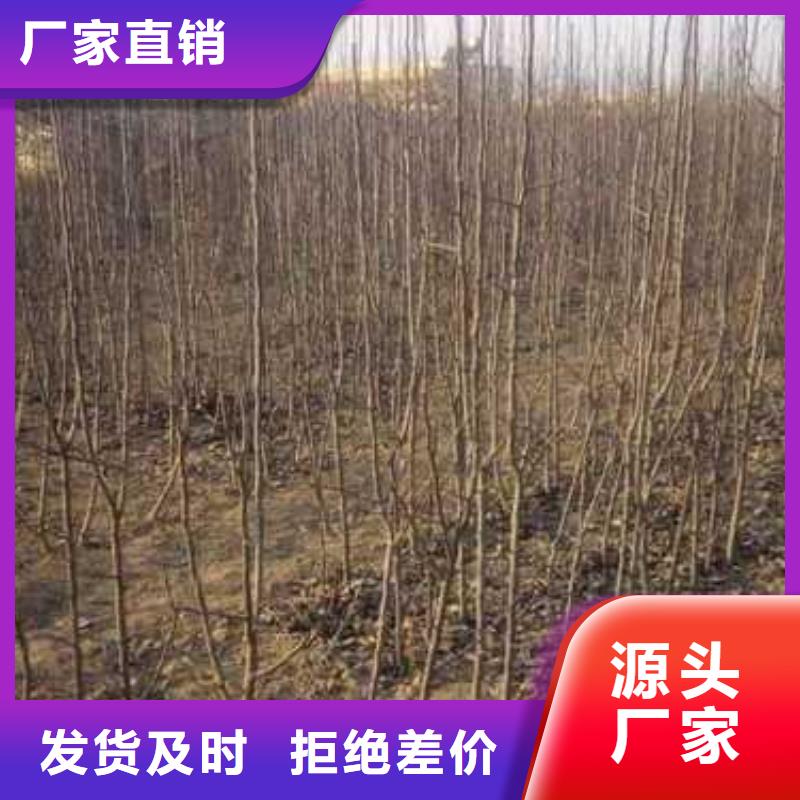 杜梨梨树苗基地品质之选