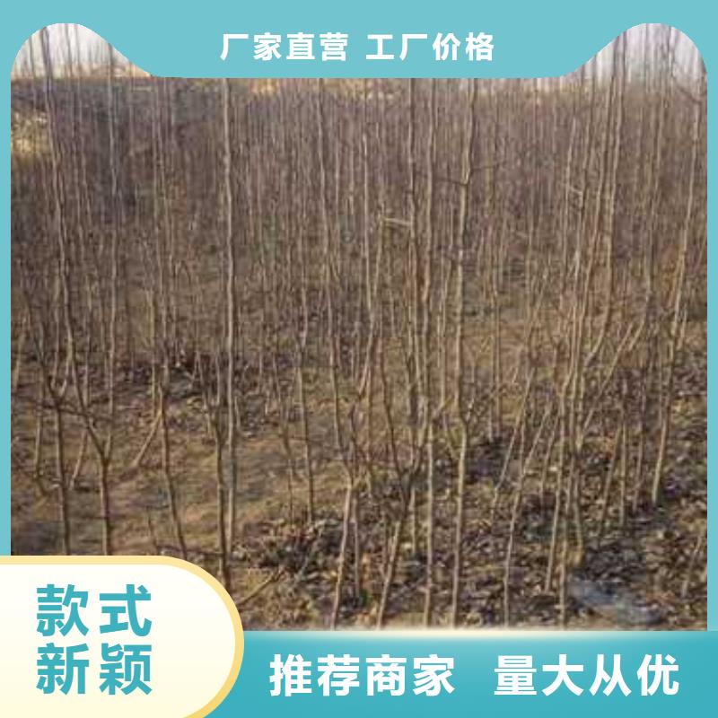 【杜梨】山桃苗出货快