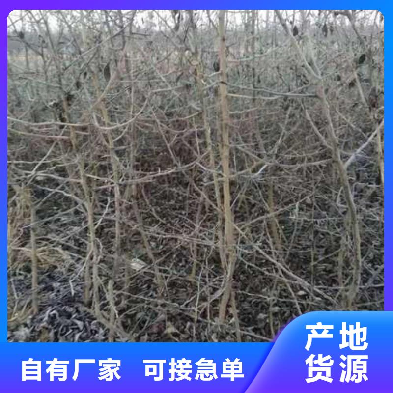 杜梨_梨树苗基地性能稳定