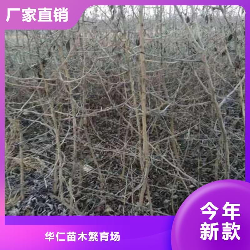 【杜梨】奥红全红梨树苗24小时下单发货