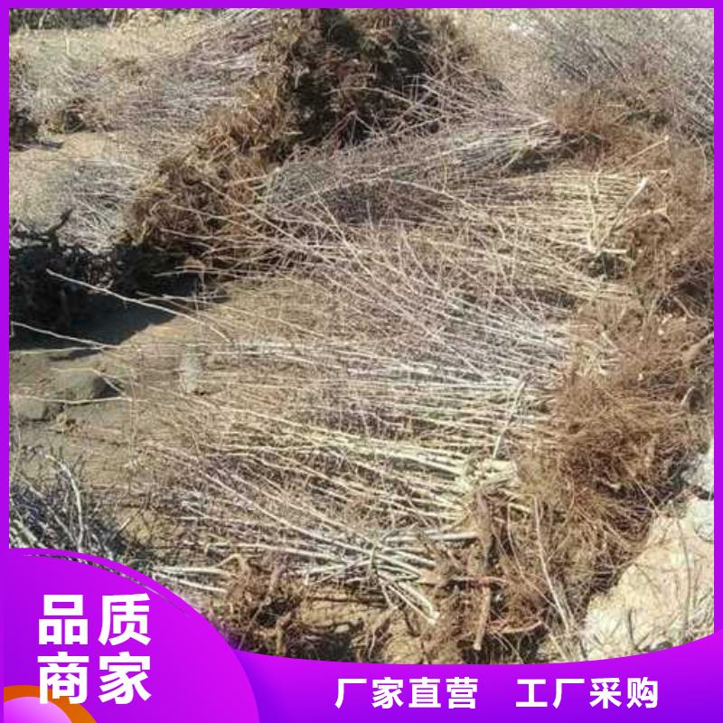 【杜梨_梨树苗基地物美价优】