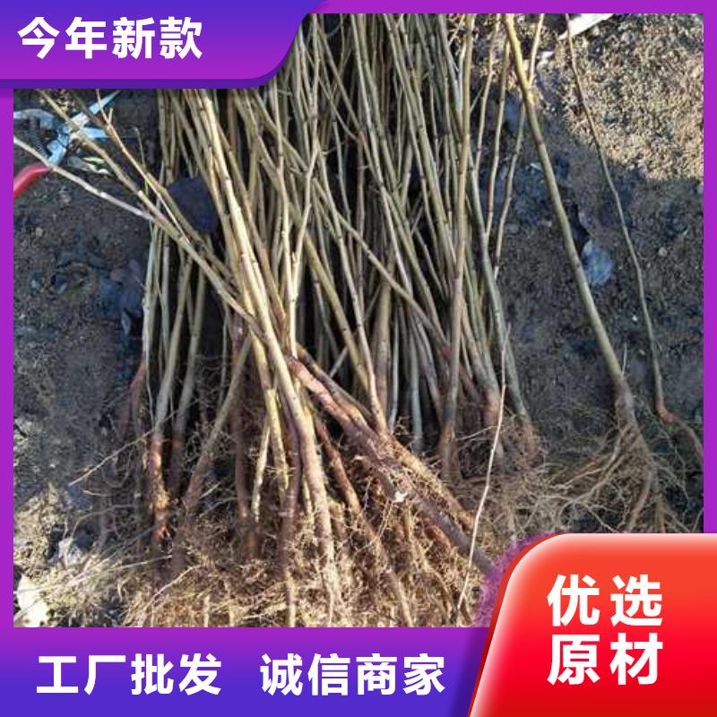 【杜梨】秋月梨树苗货源稳定