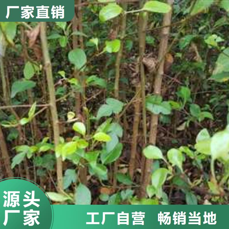 杜梨,梨树苗基地售后无忧