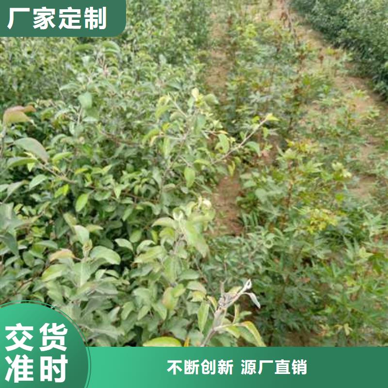 杜梨杜梨苗工程施工案例