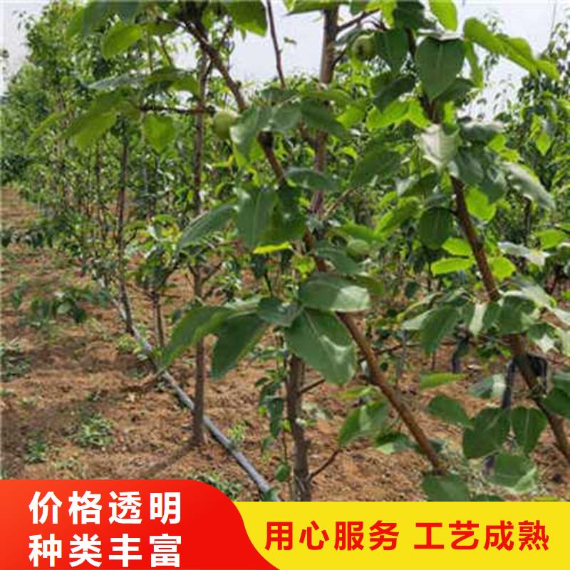 【杜梨】黄冠梨树苗原料层层筛选