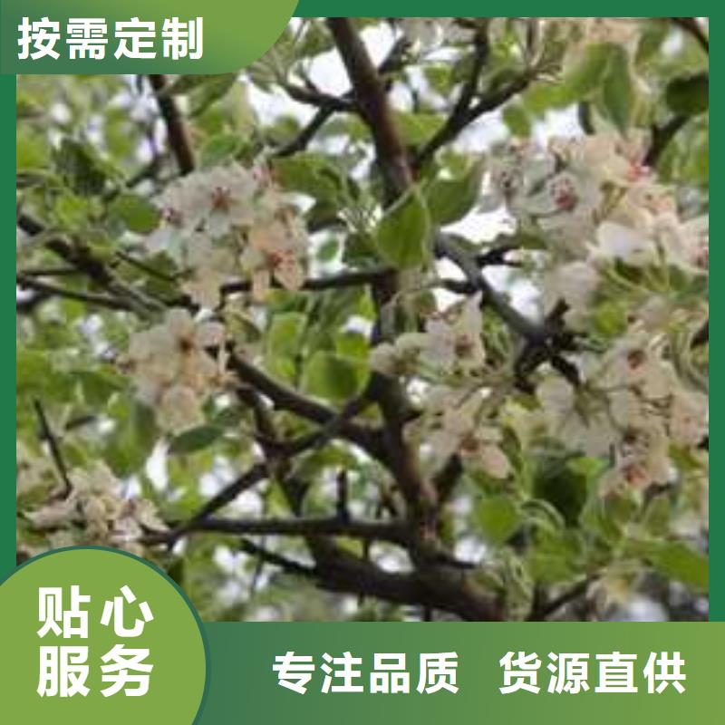 杜梨山桃苗细节决定成败