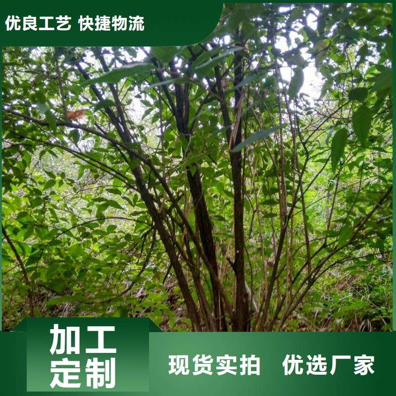 杈杷果苹果苗物美价优