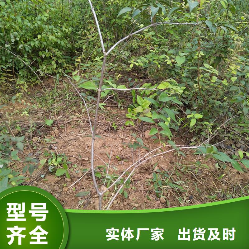 【杈杷果】草莓苗价格实在