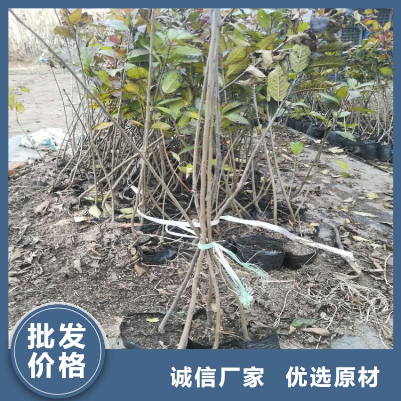 北美冬青无花果苗厂家直销直供