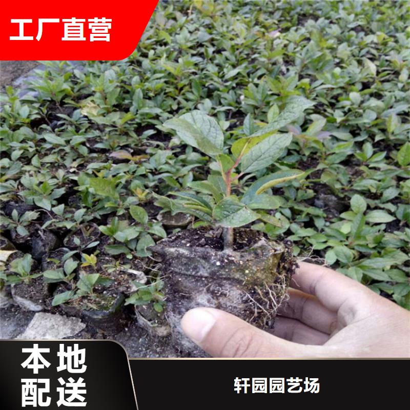 【北美冬青】苹果苗品质有保障