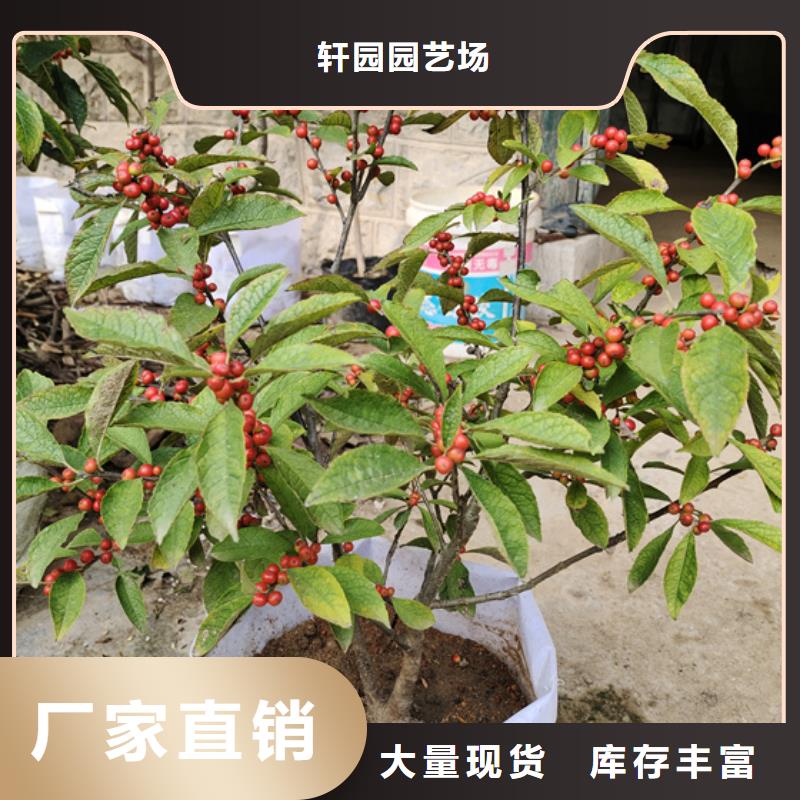 北美冬青苹果苗适用范围广