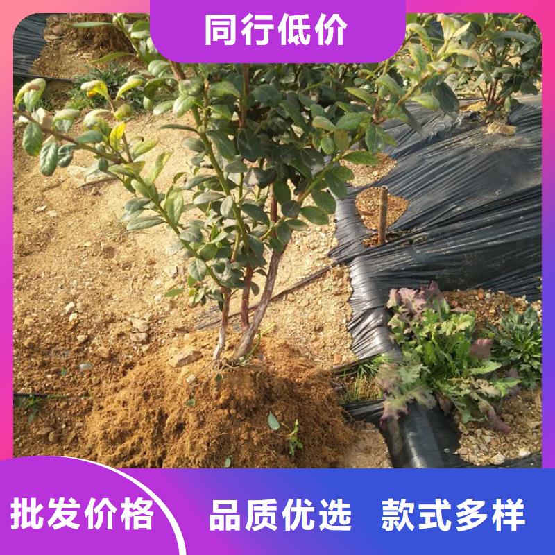 【蓝莓苗】无花果苗一致好评产品