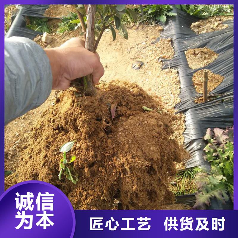 蓝莓苗苹果苗工艺精细质保长久