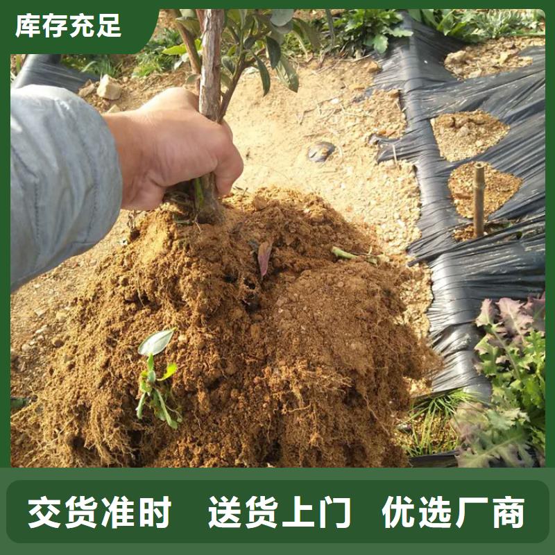 蓝莓苗桃树苗实力商家推荐