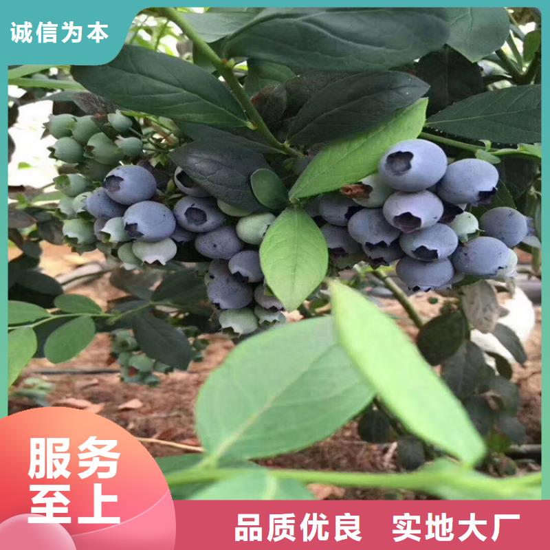 蓝莓苗桃树苗适用范围广