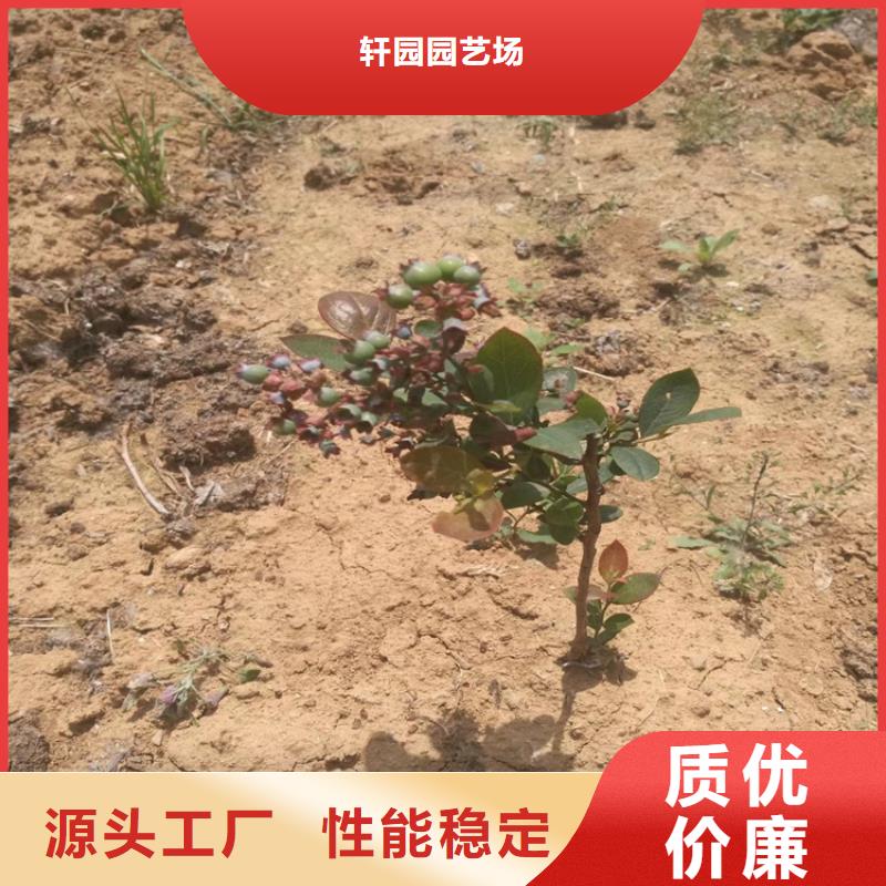 蓝莓苗苹果苗把实惠留给您