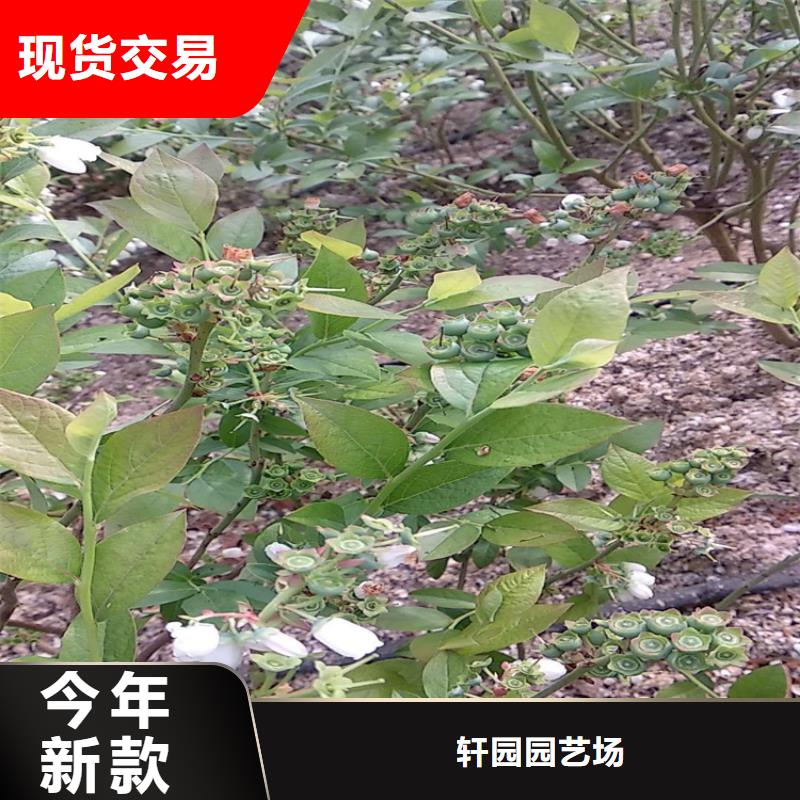 蓝莓苗【3公分石榴苗】实地大厂