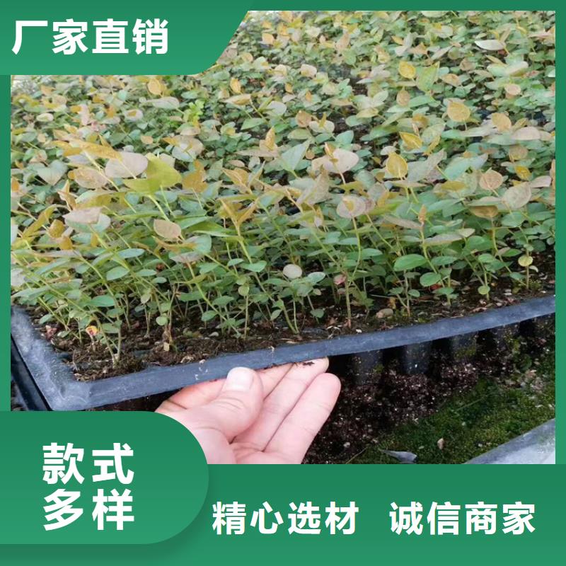 蓝莓苗苹果苗把实惠留给您