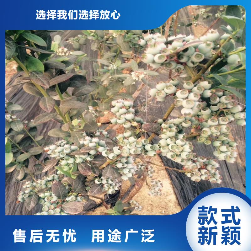 【蓝莓苗】草莓苗推荐厂家