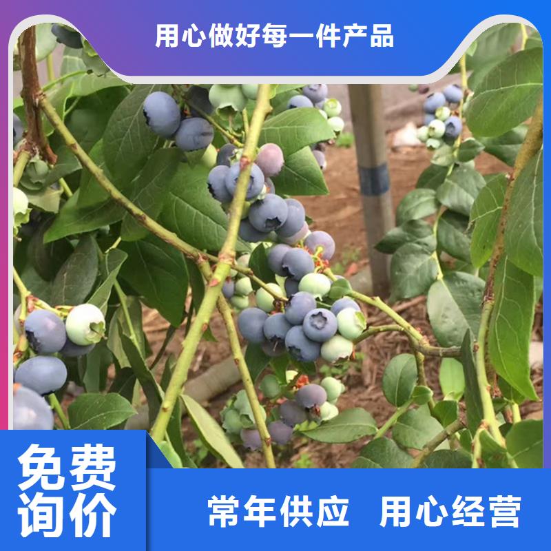 蓝莓苗樱桃苗多种工艺