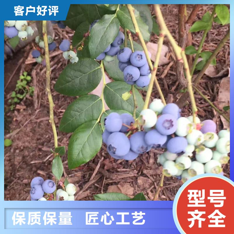 【蓝莓苗】桃树苗选择我们选择放心