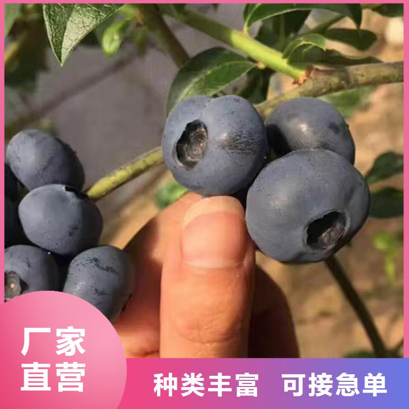 蓝莓苗苹果苗原料层层筛选