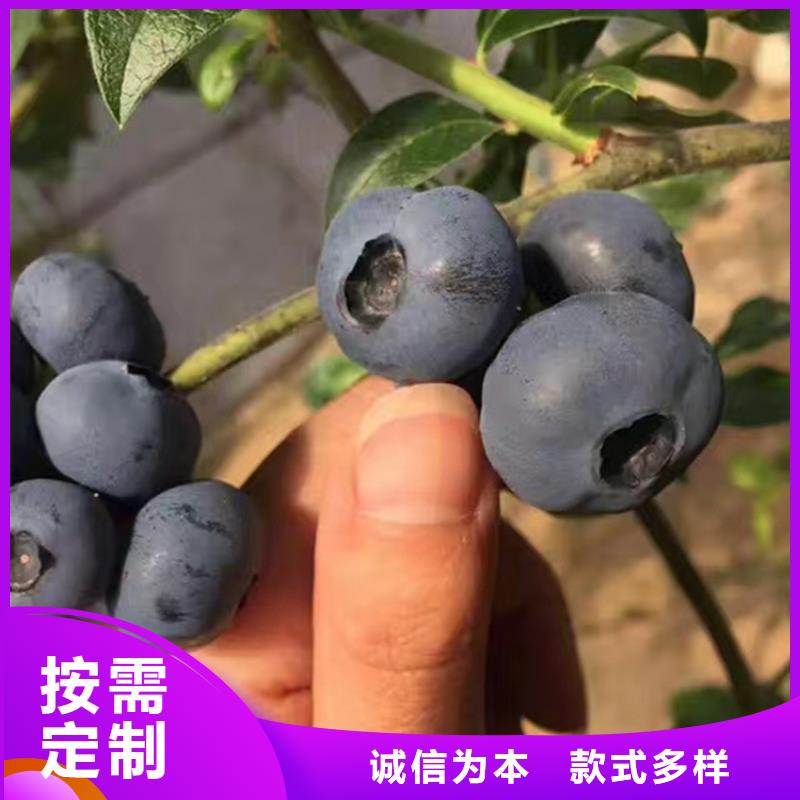 【蓝莓苗花椒苗快捷的物流配送】