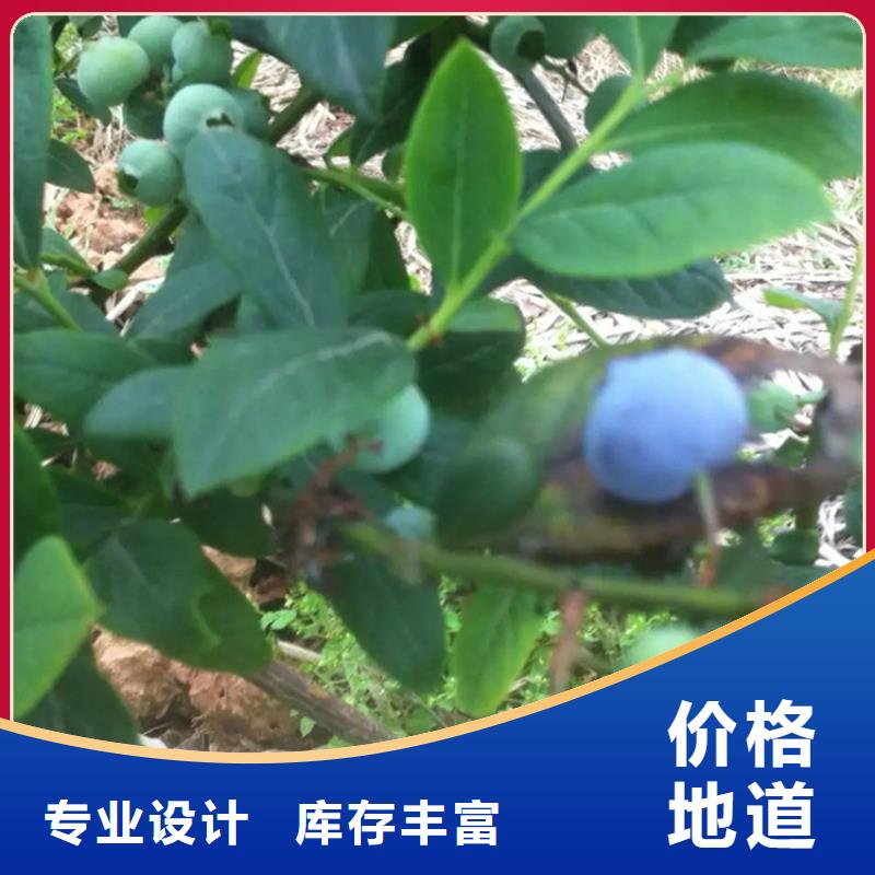 蓝莓苗,无花果苗现货充足量大优惠