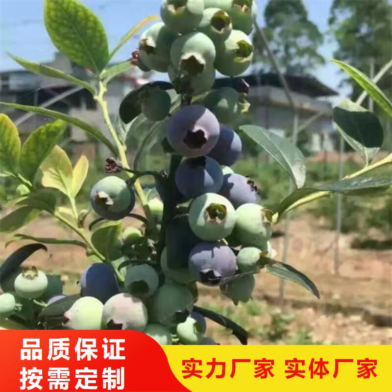 【蓝莓苗石榴苗匠心打造】