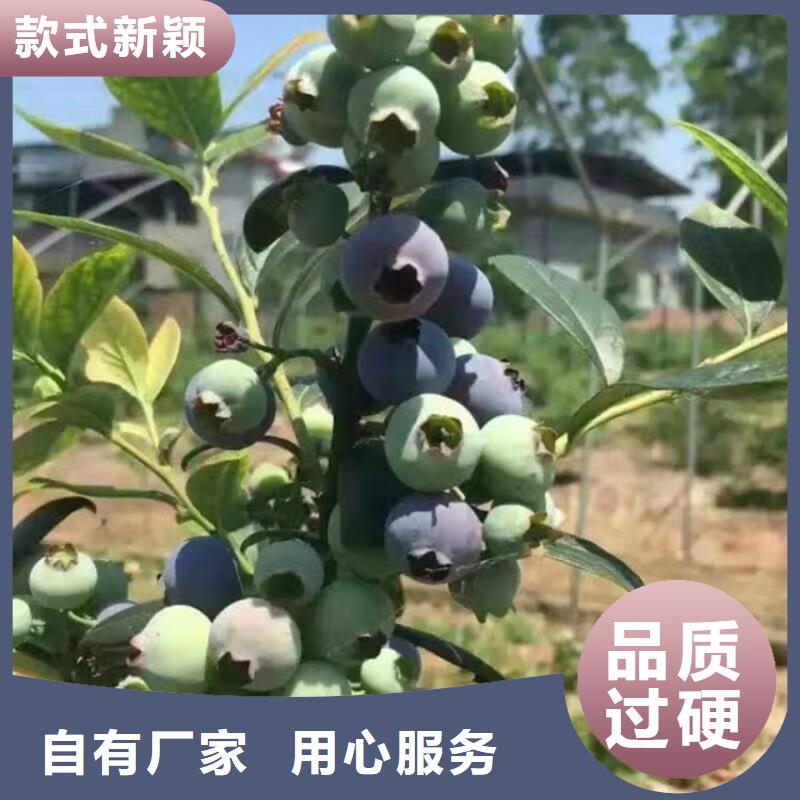 蓝莓苗石榴树源厂直接供货