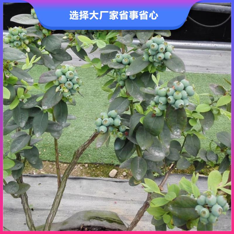 蓝莓苗苹果苗重信誉厂家