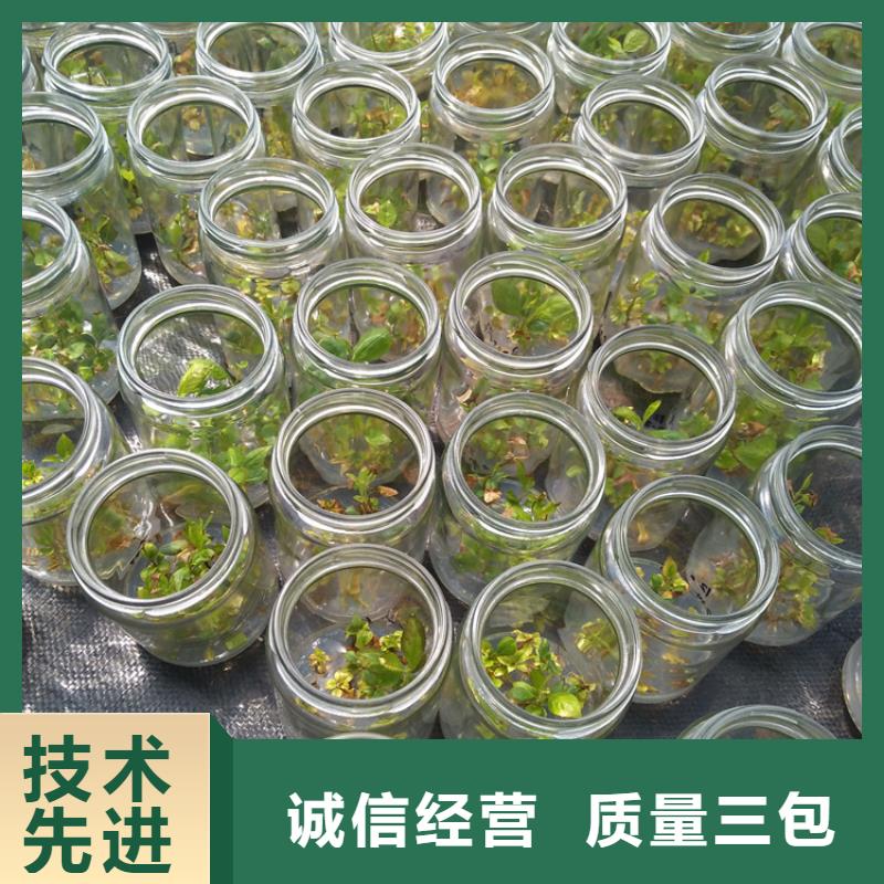 蓝莓苗桃树苗适用范围广