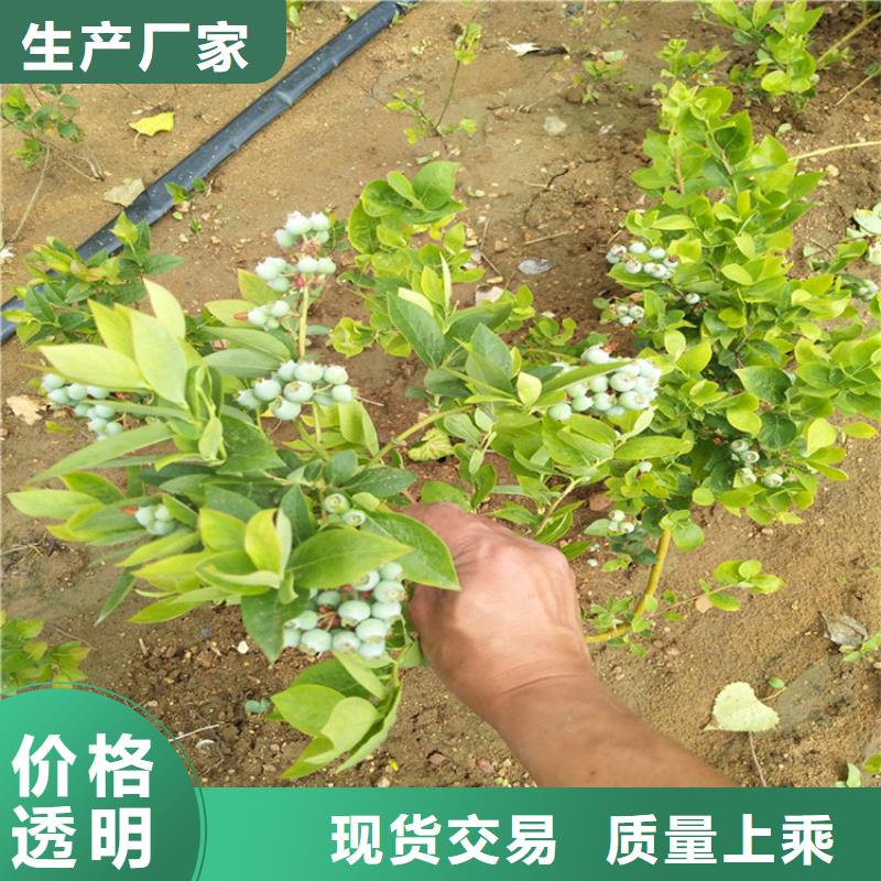 【蓝莓苗】无花果苗一致好评产品