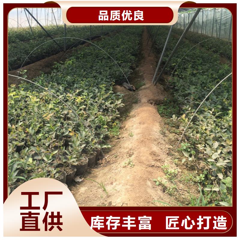 【蓝莓苗】桃树苗选择我们选择放心