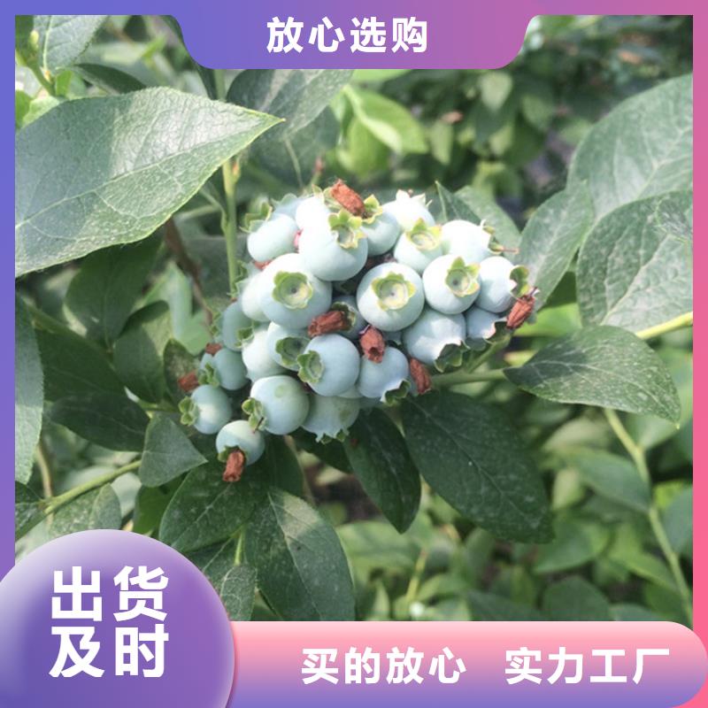 蓝莓苗-樱桃苗真材实料诚信经营