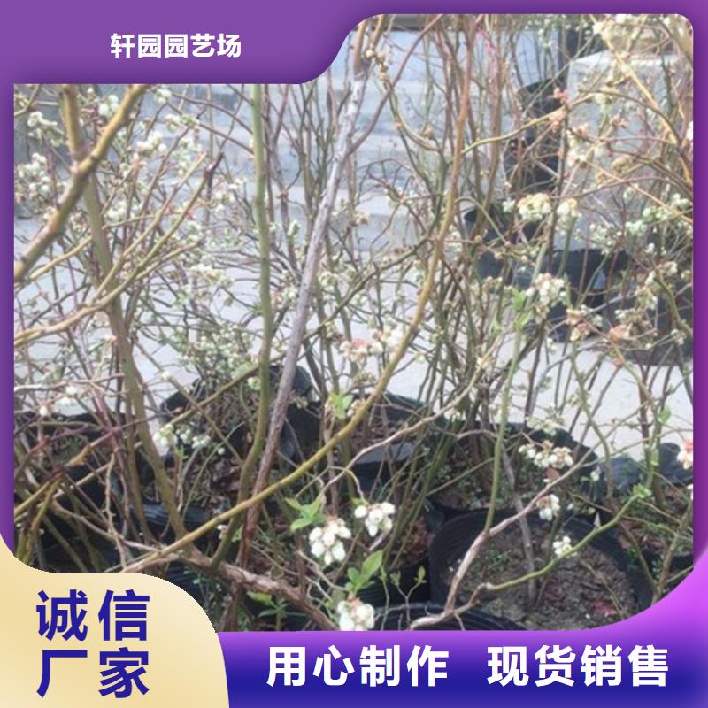 蓝莓苗草莓苗正品保障