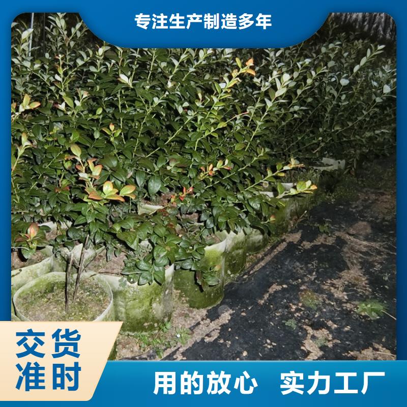 蓝莓苗苹果苗用心做好每一件产品