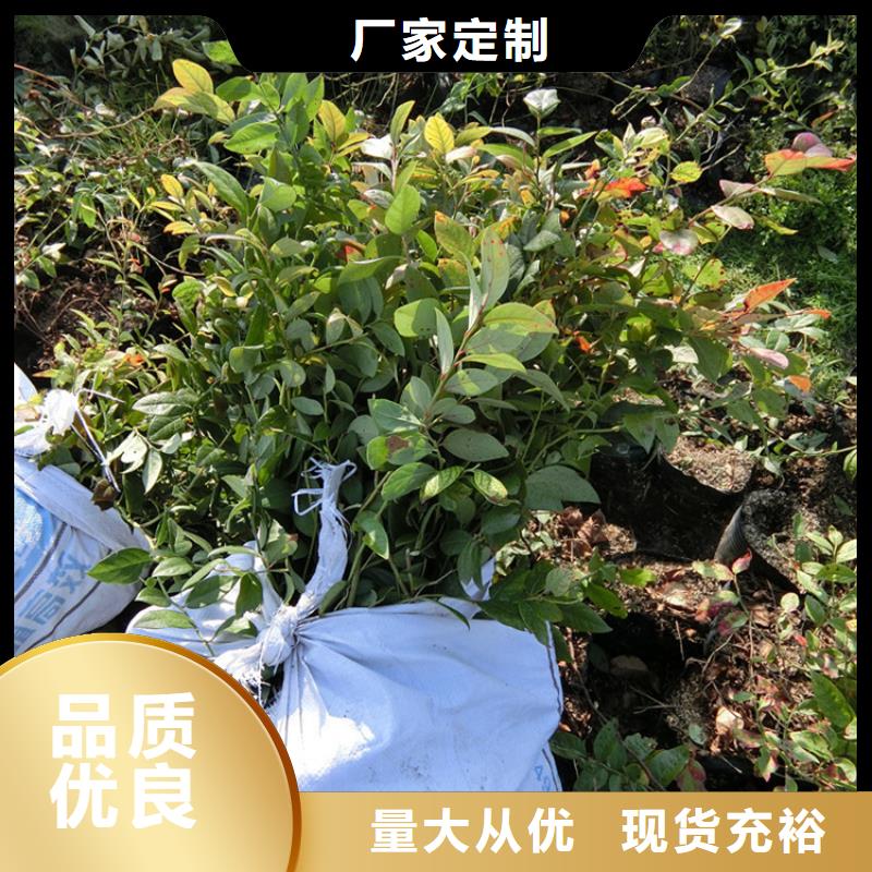 蓝莓苗桃树苗适用范围广