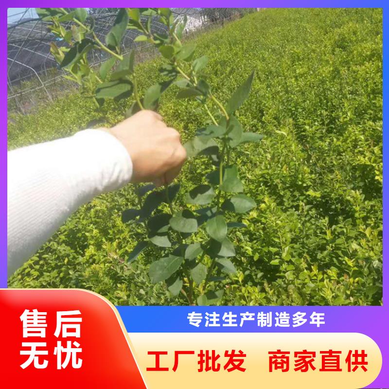 蓝莓苗,樱桃苗标准工艺