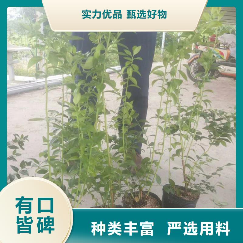 蓝莓苗梨树苗支持定制加工