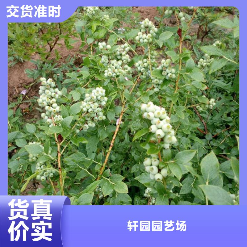 蓝莓苗【苹果苗】现货销售