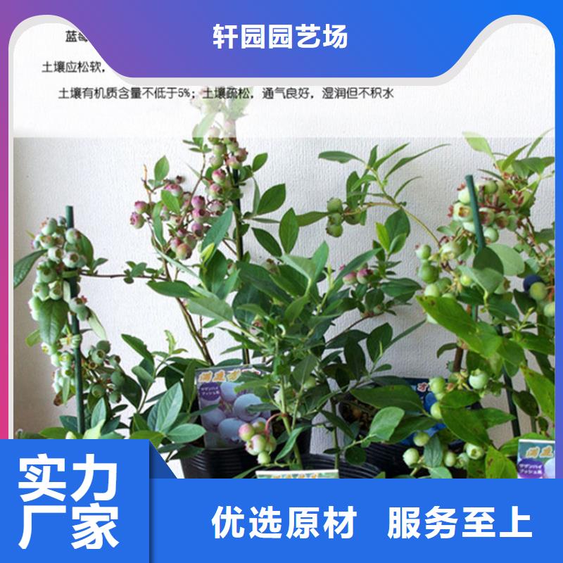 蓝莓苗梨树苗大厂家实力看得见