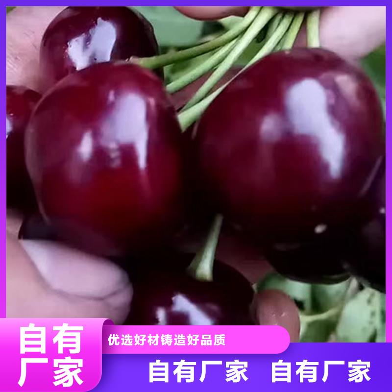 樱桃草莓苗定制批发